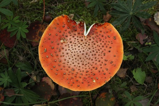 IMG_5558_mini.318150740_large